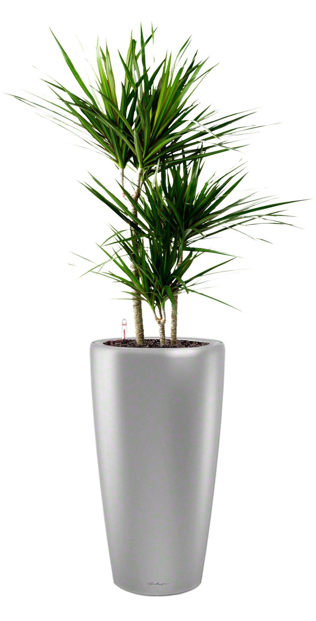 Dracaena Marginata in LECHUZA RONDO Self-watering Planter, Total Height 140 cm