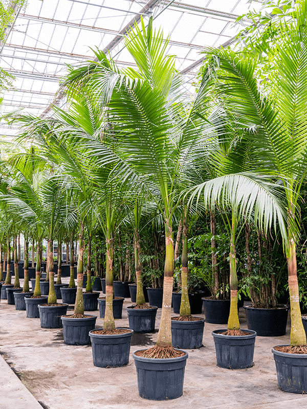 Lush Satake Palm Satakentia liukivensis (625-675) Tall Indoor House Plants Trees