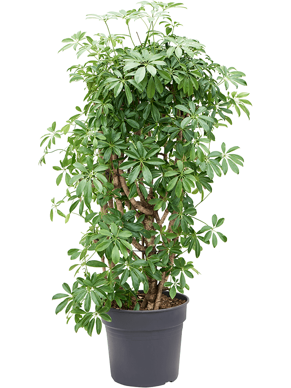 Easy-Care Umbrella Tree Schefflera arboricola 'Compacta' Tall Indoor House Plants Trees