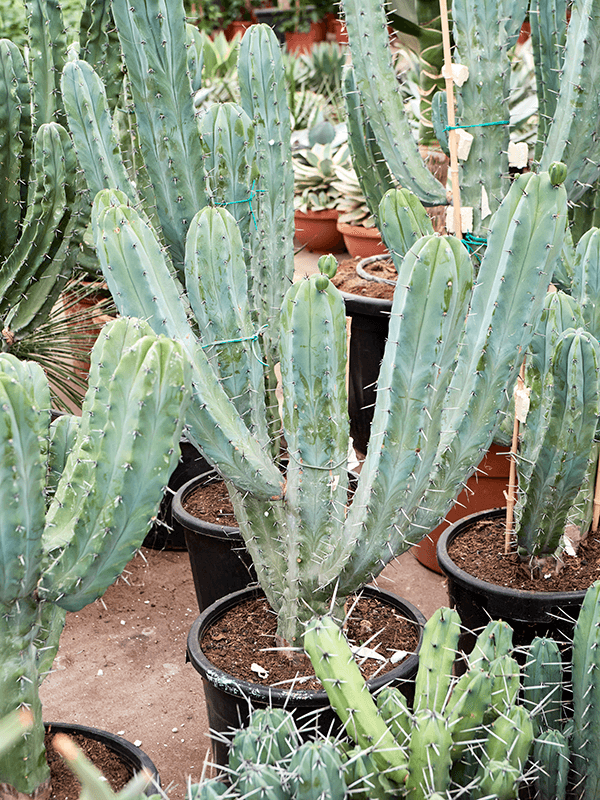 Easy-Care Blue Myrtle Cactus Myrtillocactus geometrizans