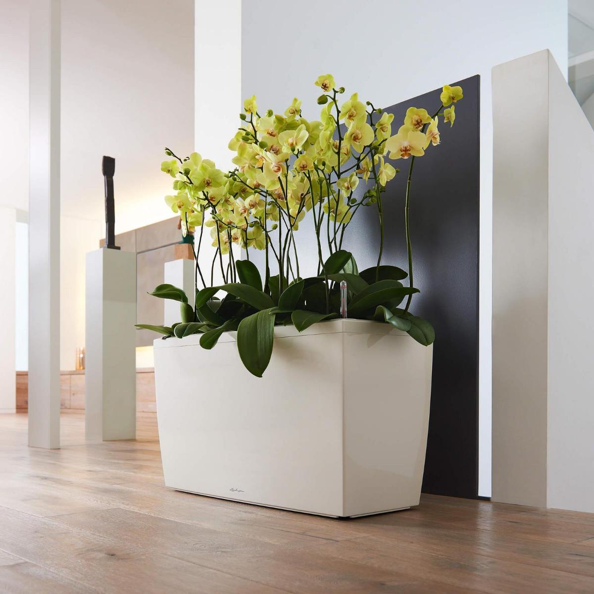 LECHUZA CARARO Trough Poly Resin Self-watering Planter