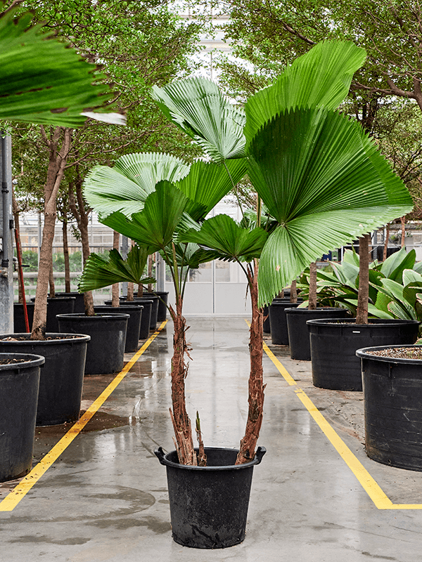 Lush Ruffled Fan Palm Licuala grandis Tall Indoor House Plants Trees