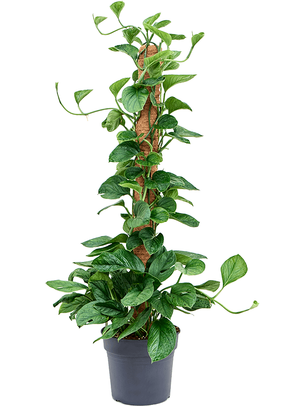 Shade-loving Monkey Leaf Monstera pinnatipartita Indoor House Plants