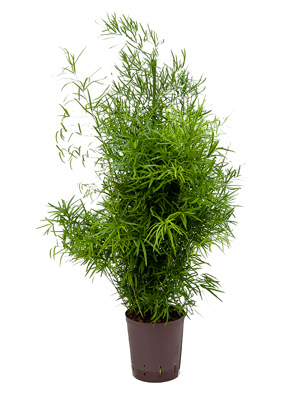 Lush Sicklethorn Asparagus falcatus Indoor House Plants