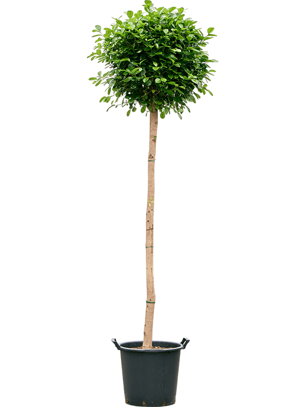 Lush Chinese Banyan Ficus microcarpa 'Moclame' Indoor House Plants