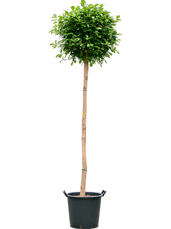 Lush Chinese Banyan Ficus microcarpa 'Moclame' Indoor House Plants