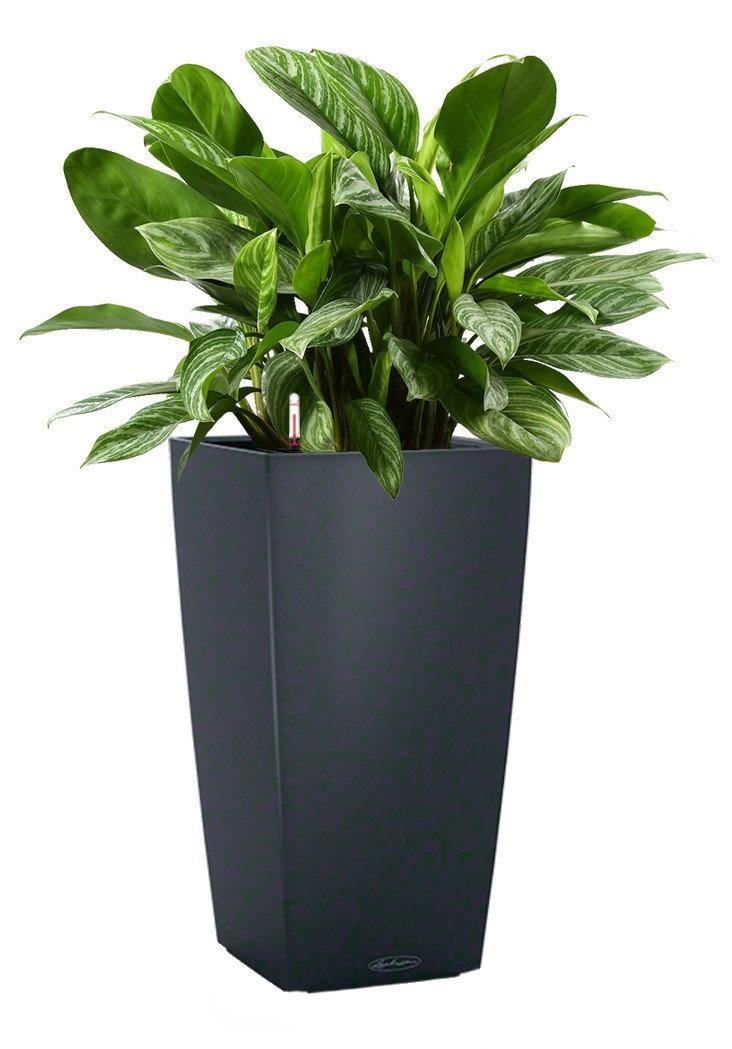 Aglaonema Stripes in LECHUZA CUBICO Color Self-watering Planter, Total Height 90 cm
