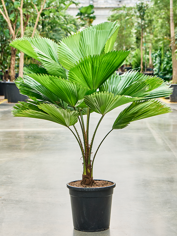 Lush Ruffled Fan Palm Licuala grandis Tall Indoor House Plants Trees