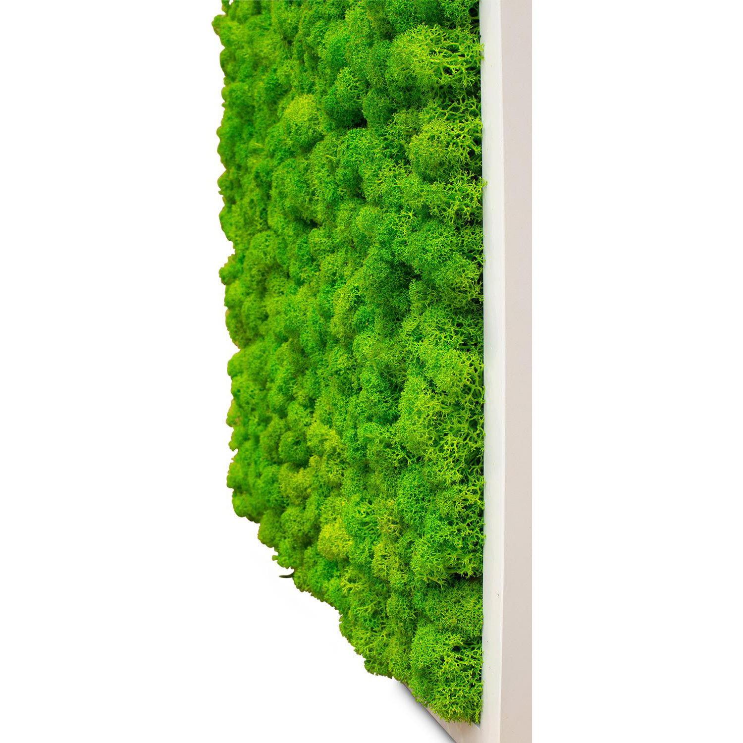 PREMIUM Moss Wall Art Artificial Moss Plant