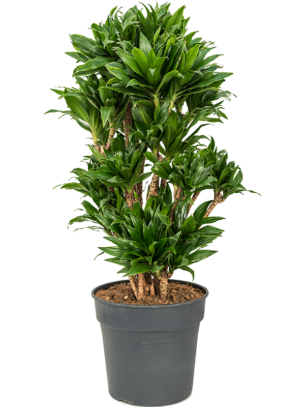 Easy-Care Corn Plant Dracaena fragrans 'Compacta' Indoor House Plants