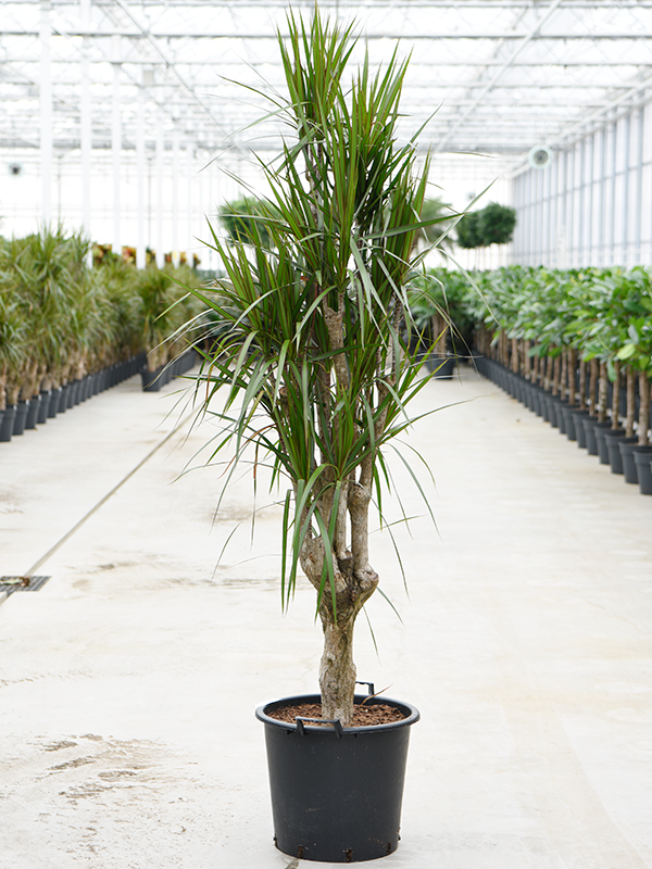 Showy Madagascar Dragon Tree Dracaena marginata Tall Indoor House Plants Trees