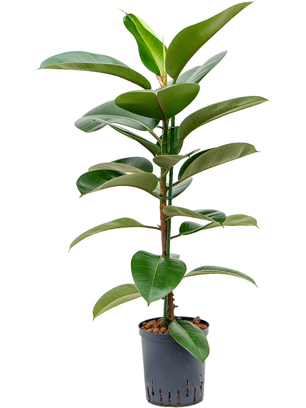 Lush Rubber Plant Ficus elastica 'Robusta' Indoor House Plants