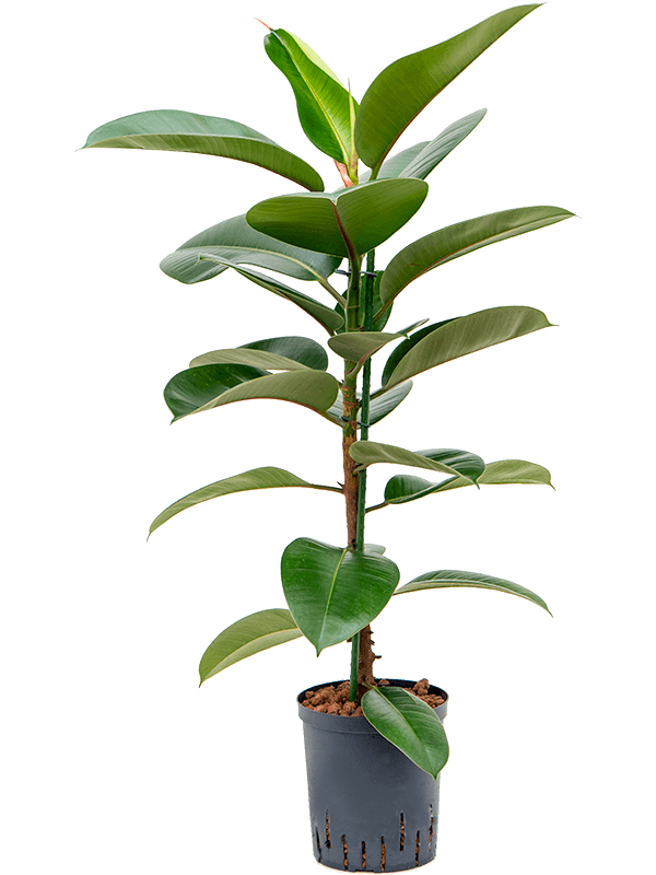 Lush Rubber Plant Ficus elastica 'Robusta' Indoor House Plants