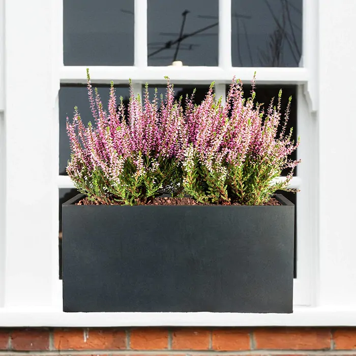 Plant repotted in a new planter