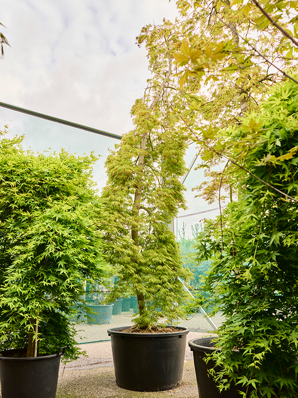 Acer pal. diss. 'Viridis' (120-150)