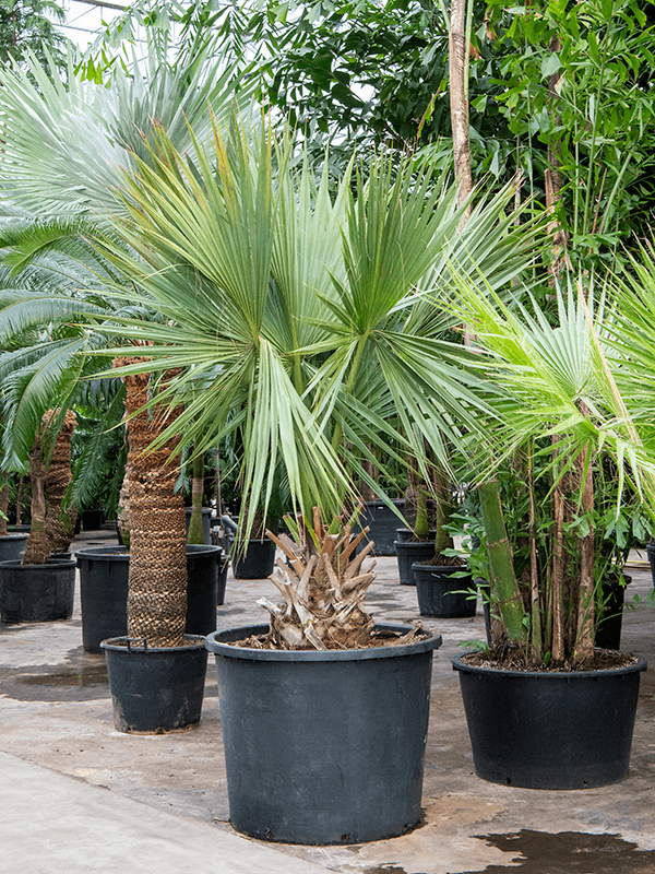 Lush Cabbage Palm Sabal palmetto Tall Indoor House Plants Trees