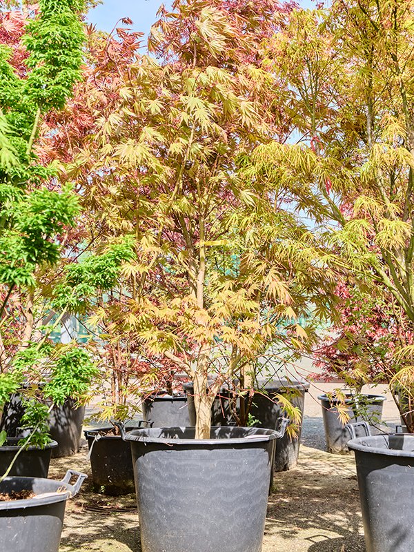 Acer pal. 'Masu-Kagami'