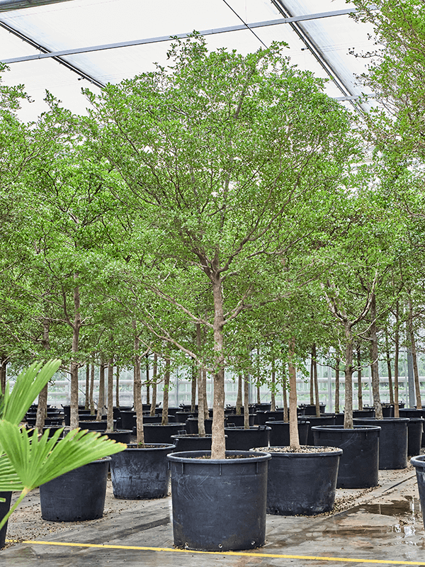 Tropical Black Olive Tree Bucida buceras 'Shady Lady' (800-900)