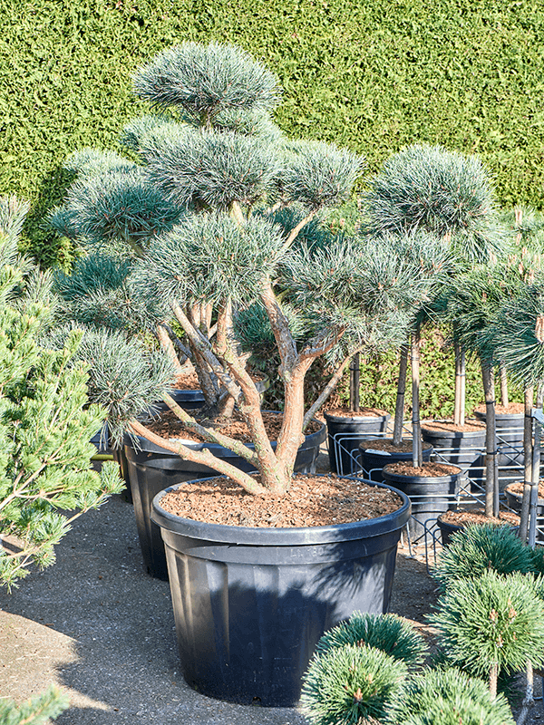 Showy Scots Pine Pinus sylvestris 'Watereri' (180-200) Outdoor Plants