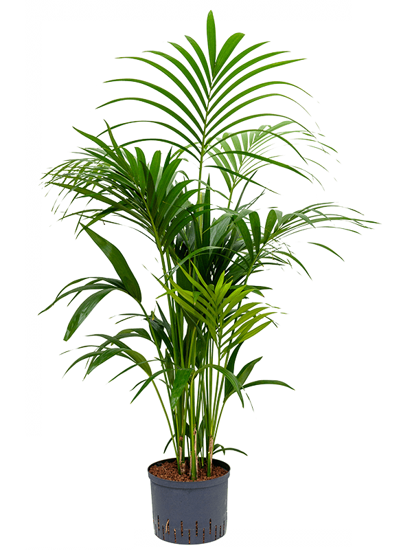 Lush Sentry Palm Kentia (Howea) forsteriana Indoor House Plants