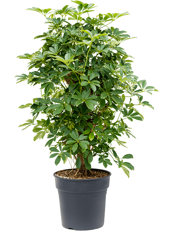 Easy-Care Umbrella Tree Schefflera arboricola 'Compacta' Tall Indoor House Plants Trees