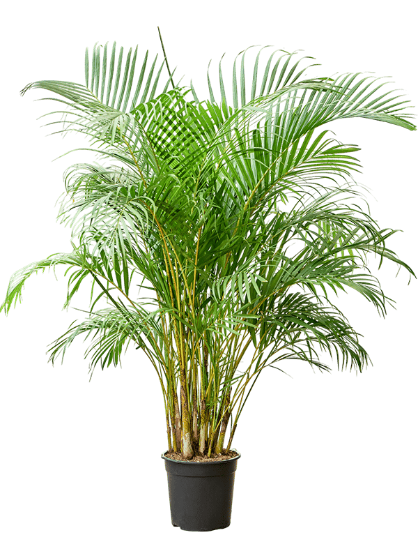 Lush Areca Palm Dypsis (Areca) lutescens Indoor House Plants
