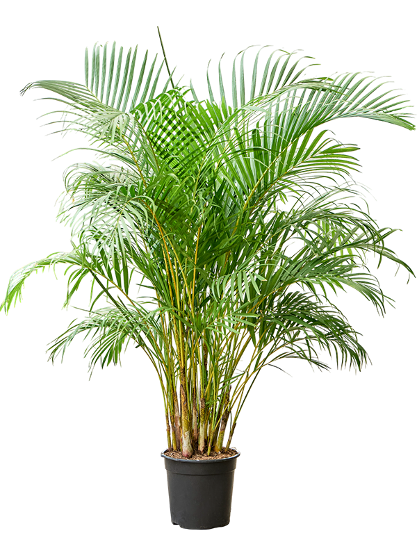 Lush Areca Palm Dypsis (Areca) lutescens Indoor House Plants