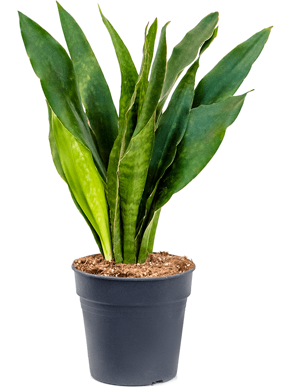 Easy-Care Snake Plant Sansevieria trifasciata 'Jade' Snake Plant Indoor House Plants