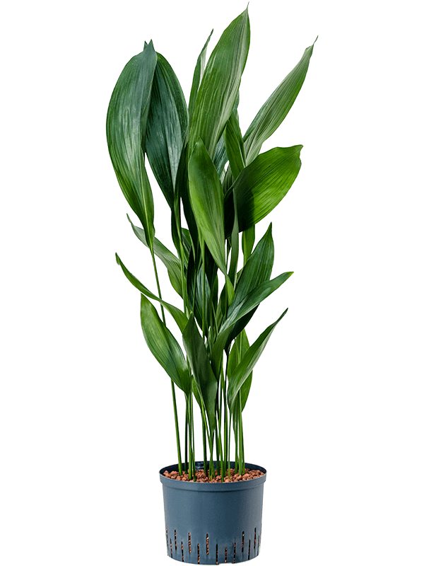 Shade-loving Cast Iron Plant Aspidistra elatior Indoor House Plants