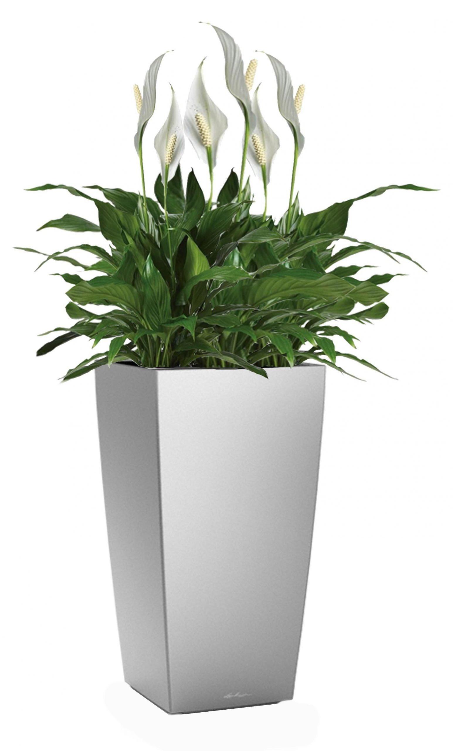 Blooming Spathiphyllum Sweet Chico in LECHUZA CUBICO Self-watering Planter, Total Height 80 cm