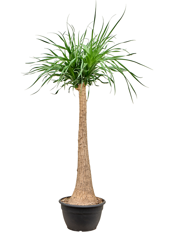 Tropical Ponytail Palm Beaucarnea recurvata Tall Indoor House Plants Trees