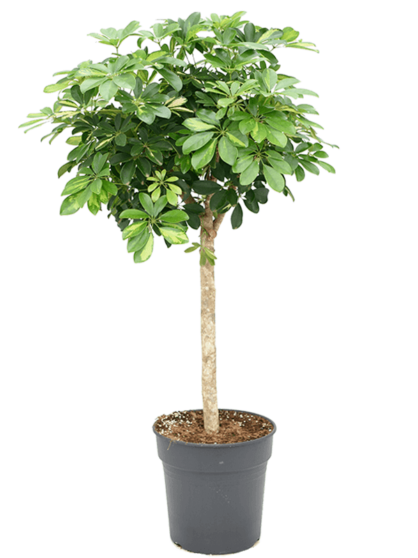 Delicate Umbrella Tree Schefflera arboricola 'Gold Capella' Indoor House Plants