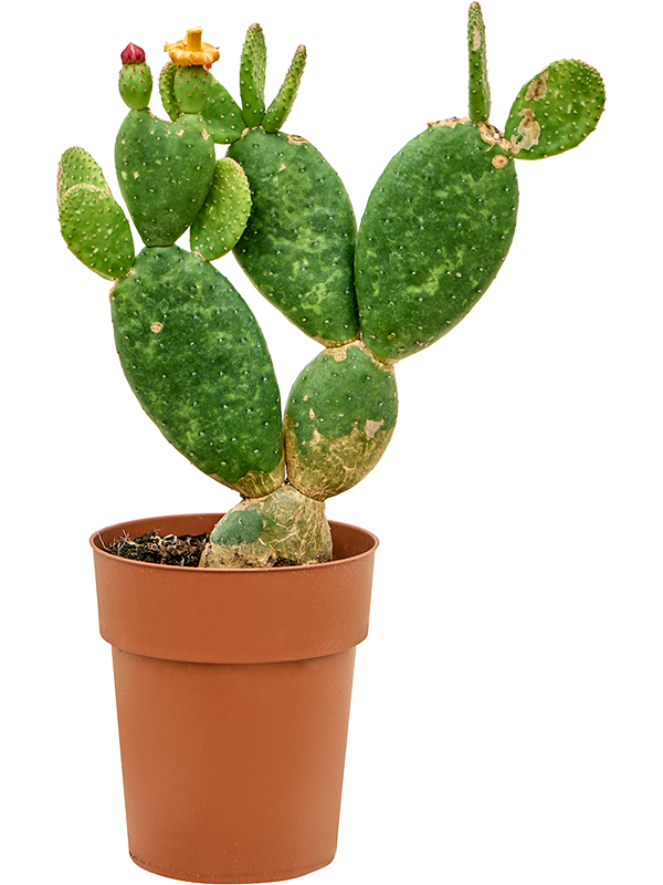 Easy-Care Bunny Ears Opuntia inamoena Indoor House Plants
