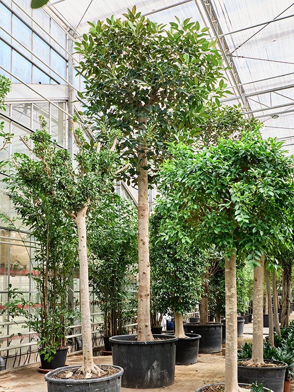Lush Moreton Bay Fig Ficus macrophylla Tall Indoor House Plants Trees