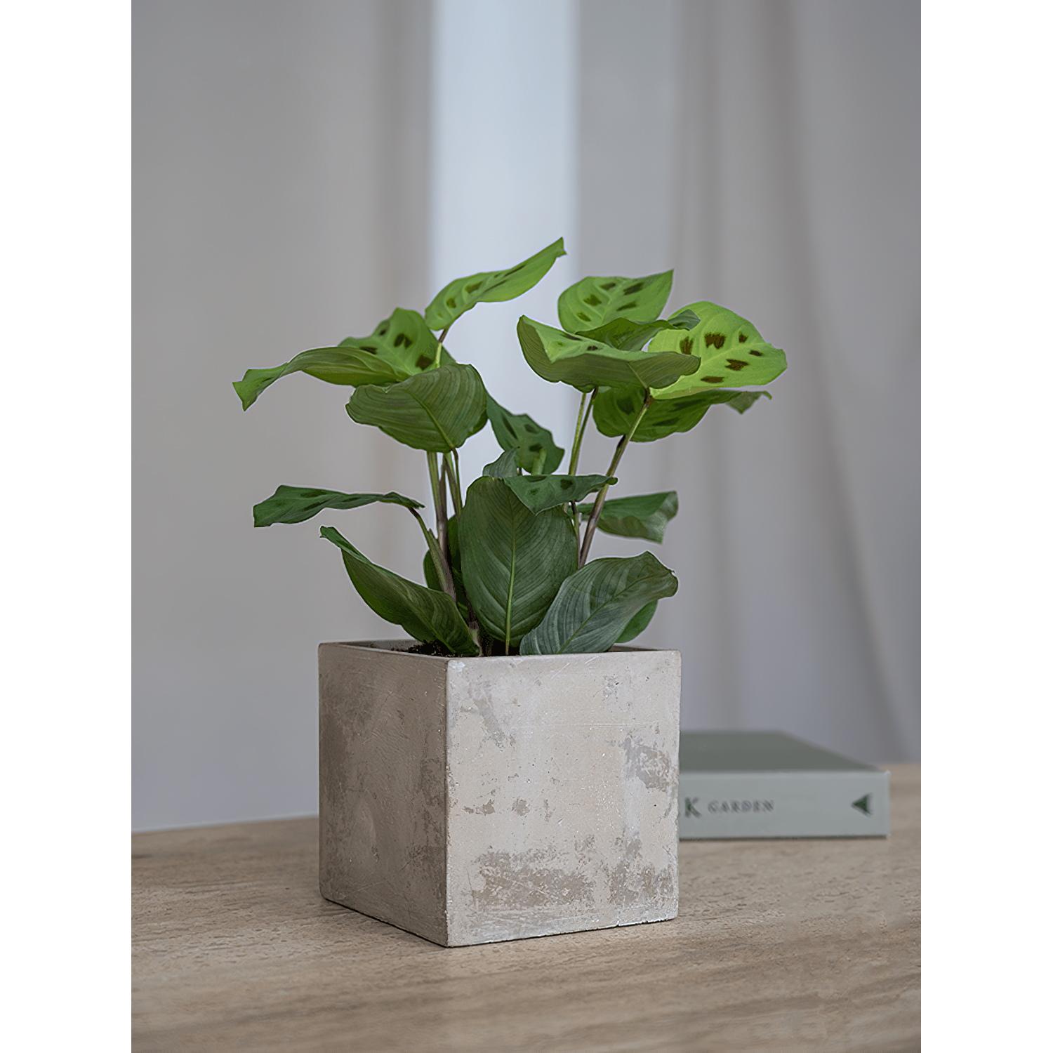 Grace Concrete Square Planter by Idealist Premium