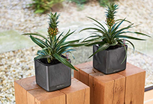 Bowls with flowers on pedestals