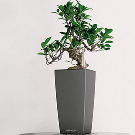 ficus Benjamin