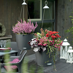 flowers in hanging baskets