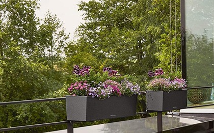 pansies in pots