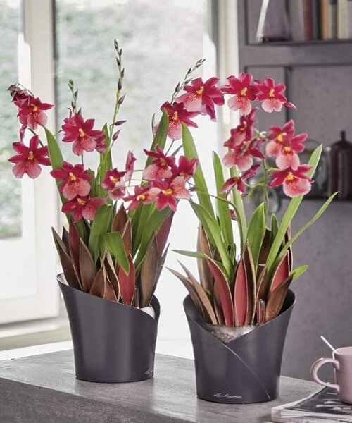  Orchid Plant Pots 