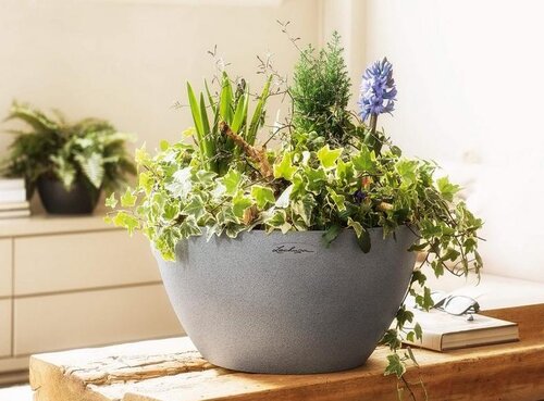 potted orchids in the interior