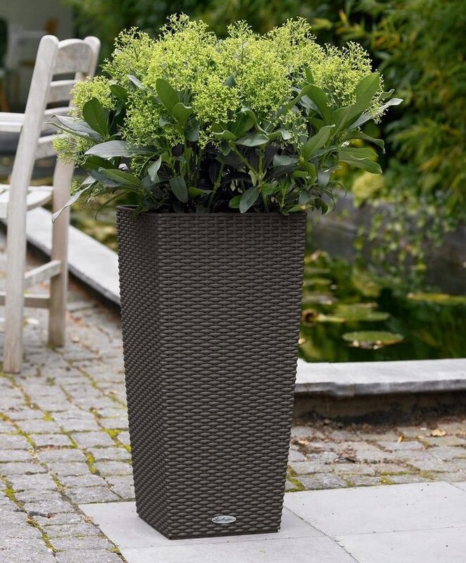Choosing Tall Planters, Tall Plants For Patio Pots Uk