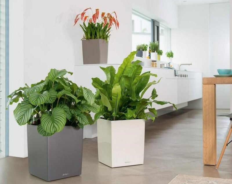 hydrangea in the grey planters