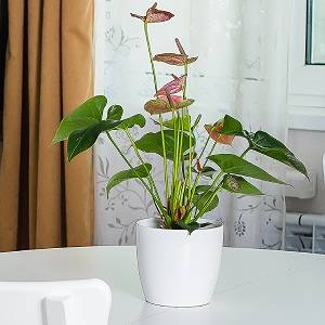 guiana chestnut money tree Guiana Chestnut Plant – checkify-demo main image 1