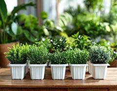 How to plant and grow plants in plastic pots: use guide