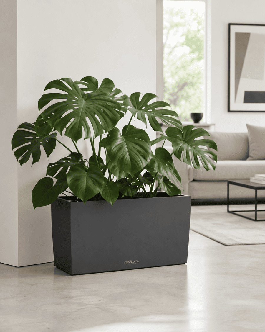 Indoor planter with monstera on a bright living room floor