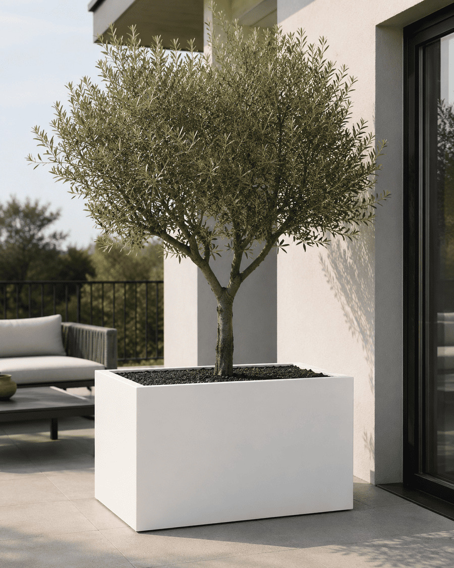 Large white planter with olive tree on a terrace