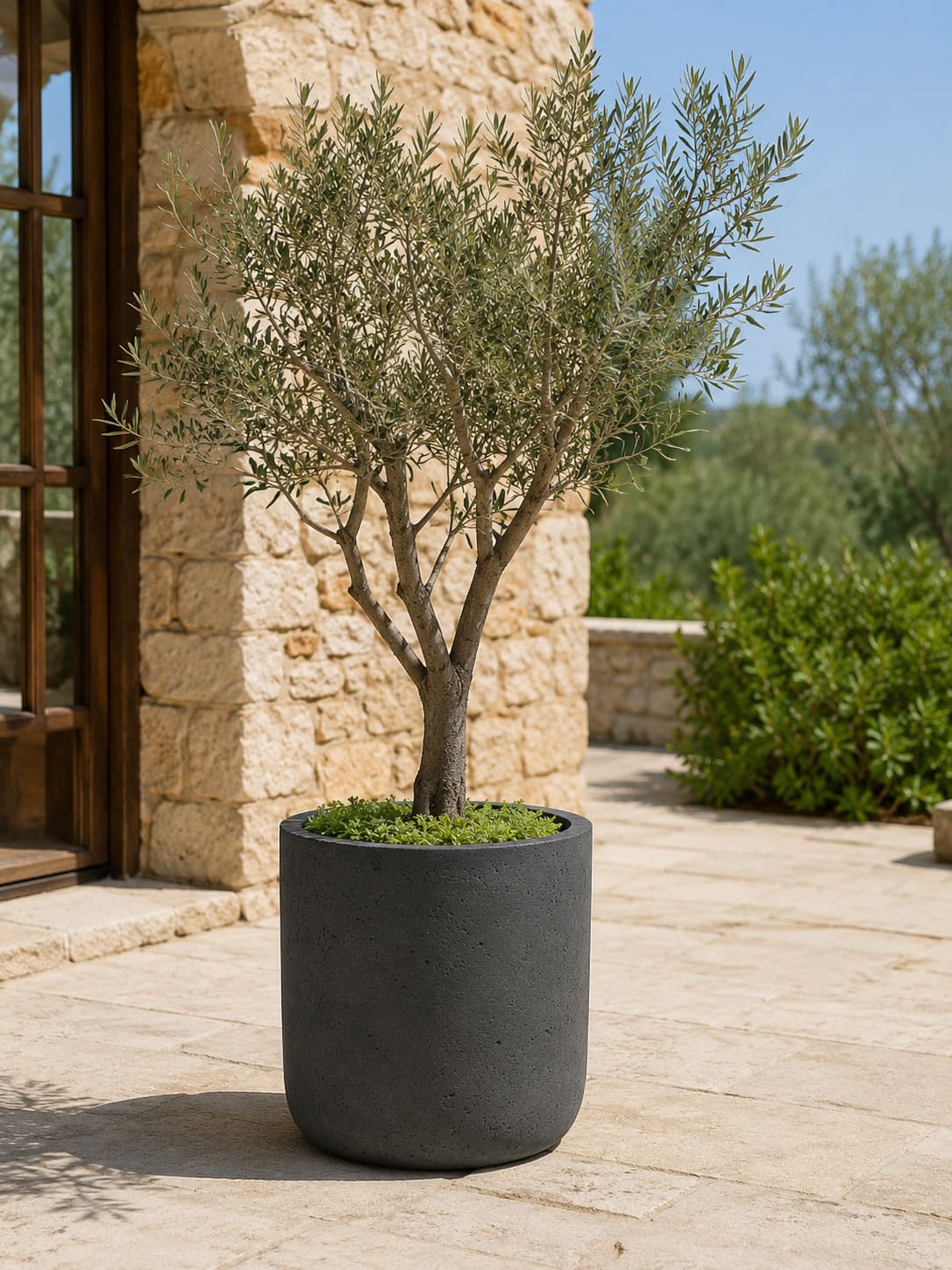 Premium planter with olive tree on a stone patio
