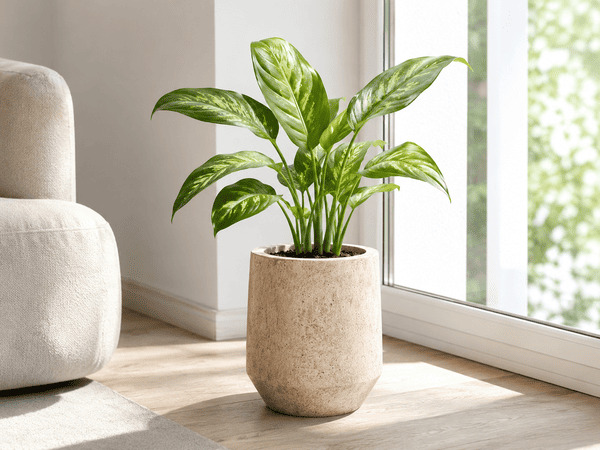 Premium indoor planter beside a bright window