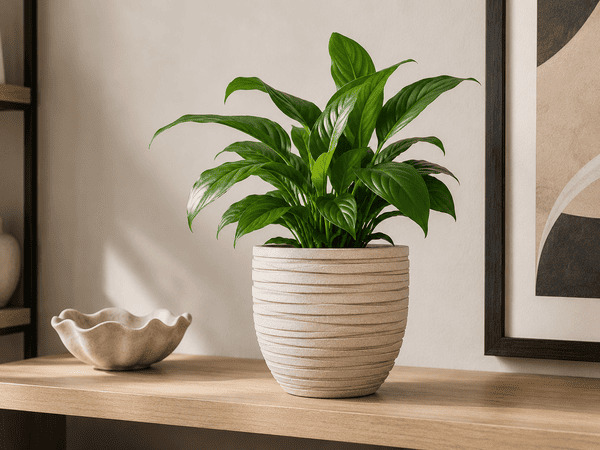 Premium indoor planter with a houseplant on shelf